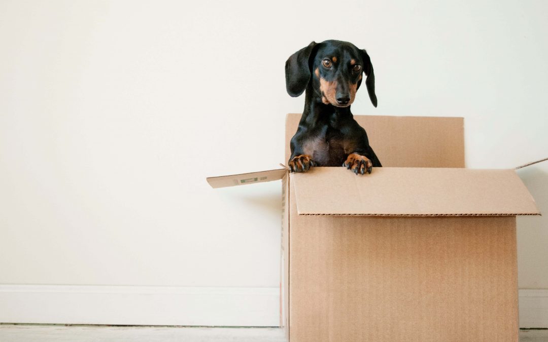 Why Moving Out is a Big Mistake That Can Hurt Your Divorce Case in Albuquerque, New Mexico