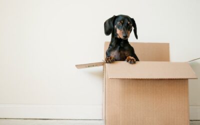 Relocation and Move-Away Divorce Cases in Albuquerque, NM